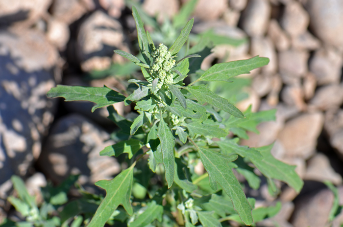 Leaves are green with variable leaf shapes from ovate, triangular, or elongate. Mid-section leaves are 3 dentate lobed. Chenopodium ficifolium